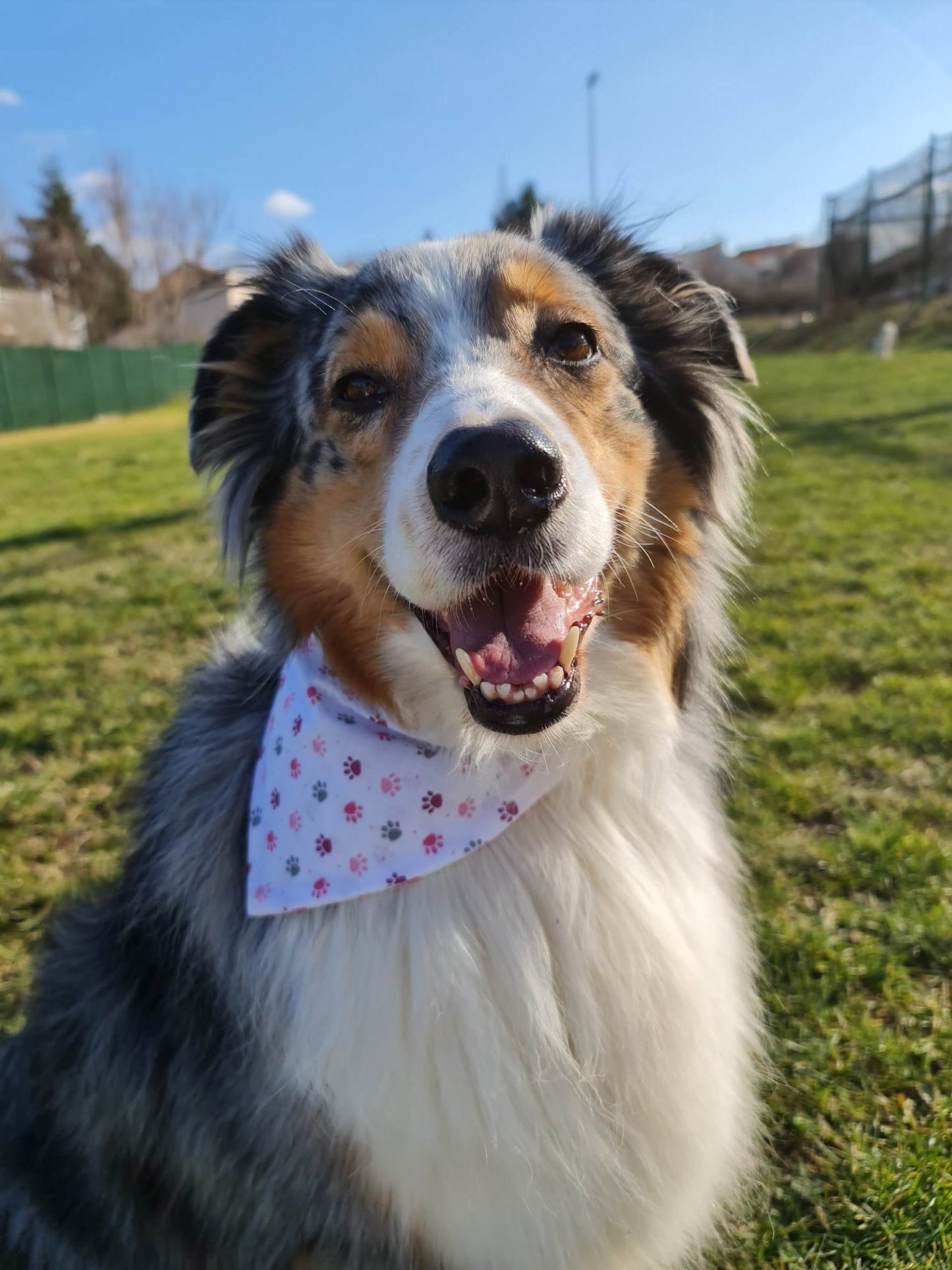 Bandana (Pattes Rose)