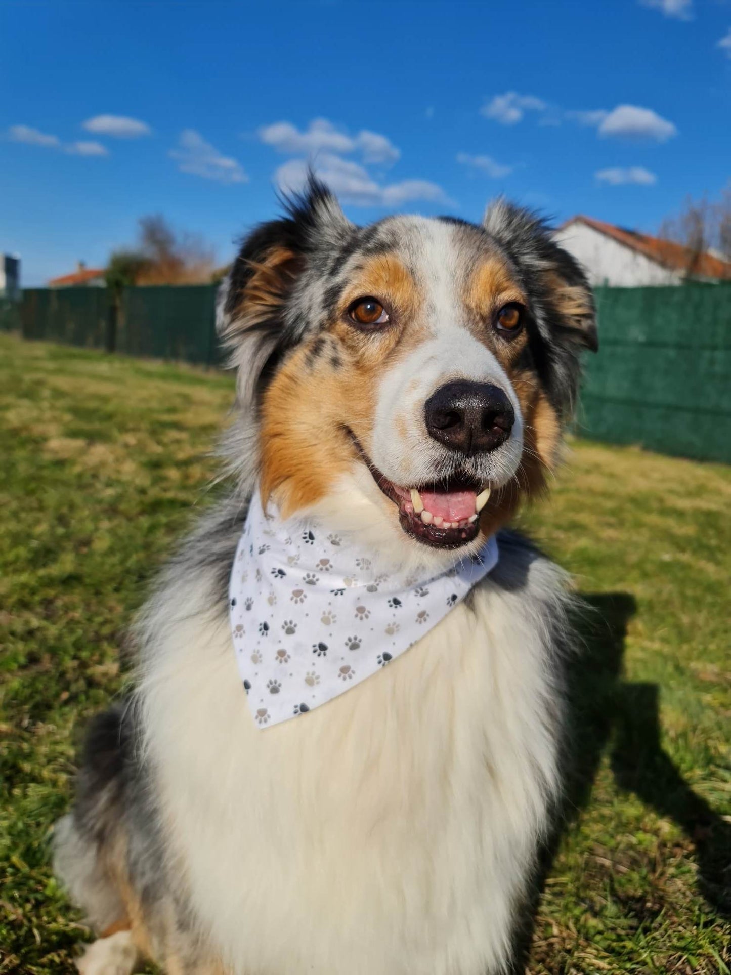 Bandana (Pattes Marron)